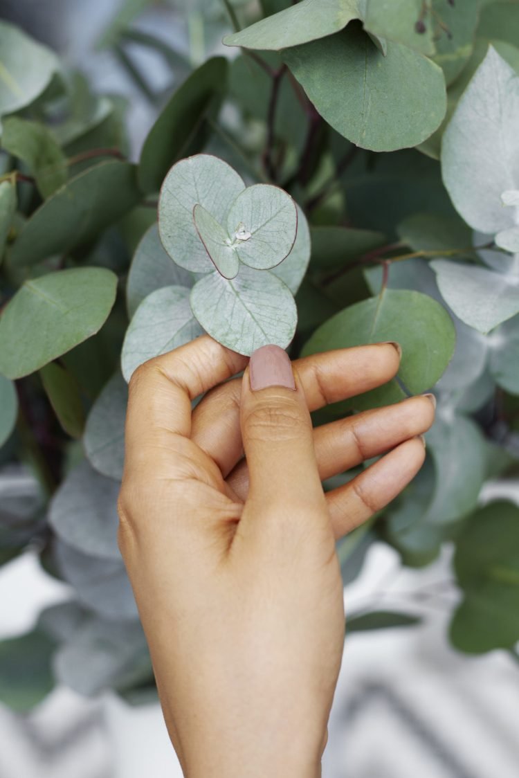 elegant-eucalyptus-background
